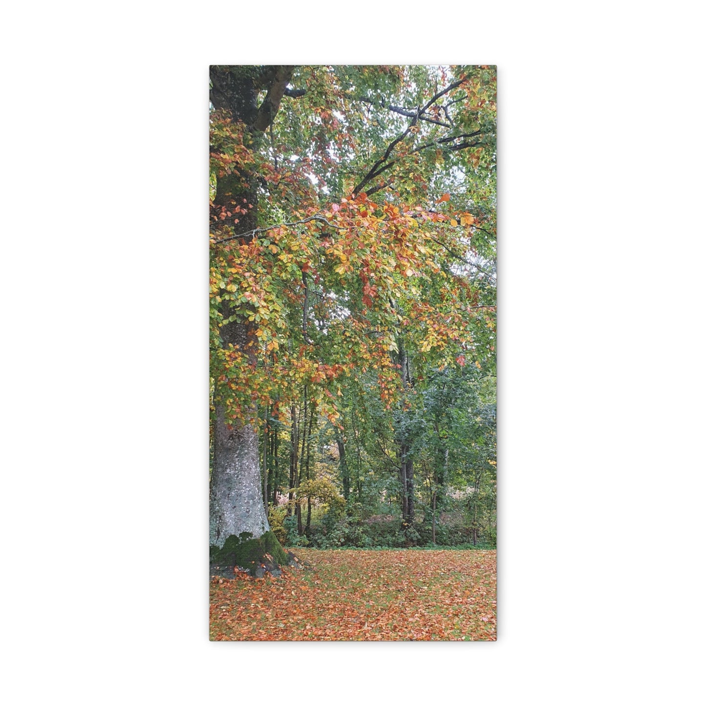 Canvas Print Autumn Tree