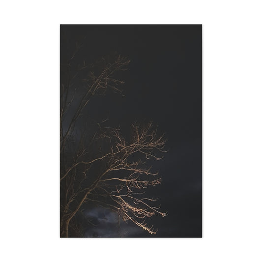 Canvas Wall Art - Tree Moonlight Design