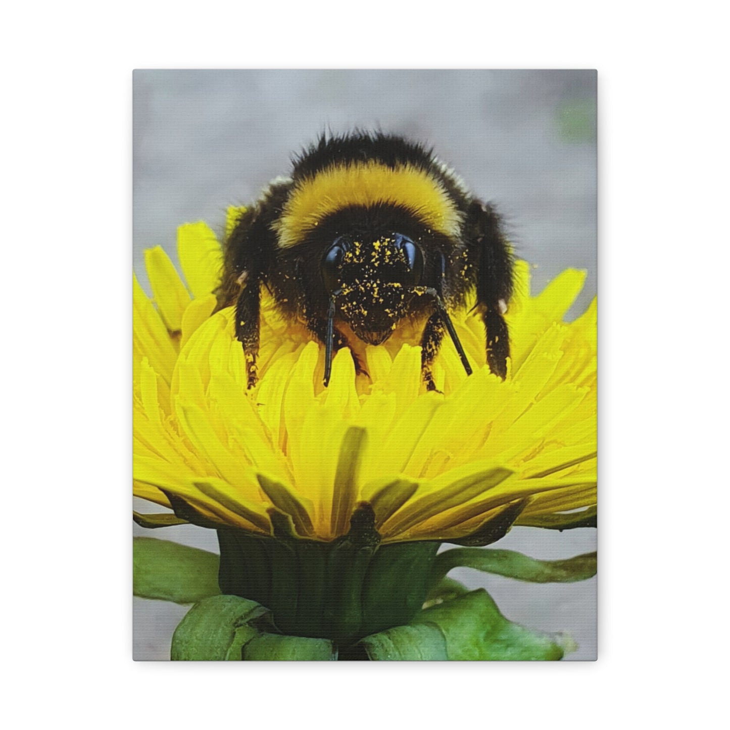 Canvas Nature Photograph Bee Print