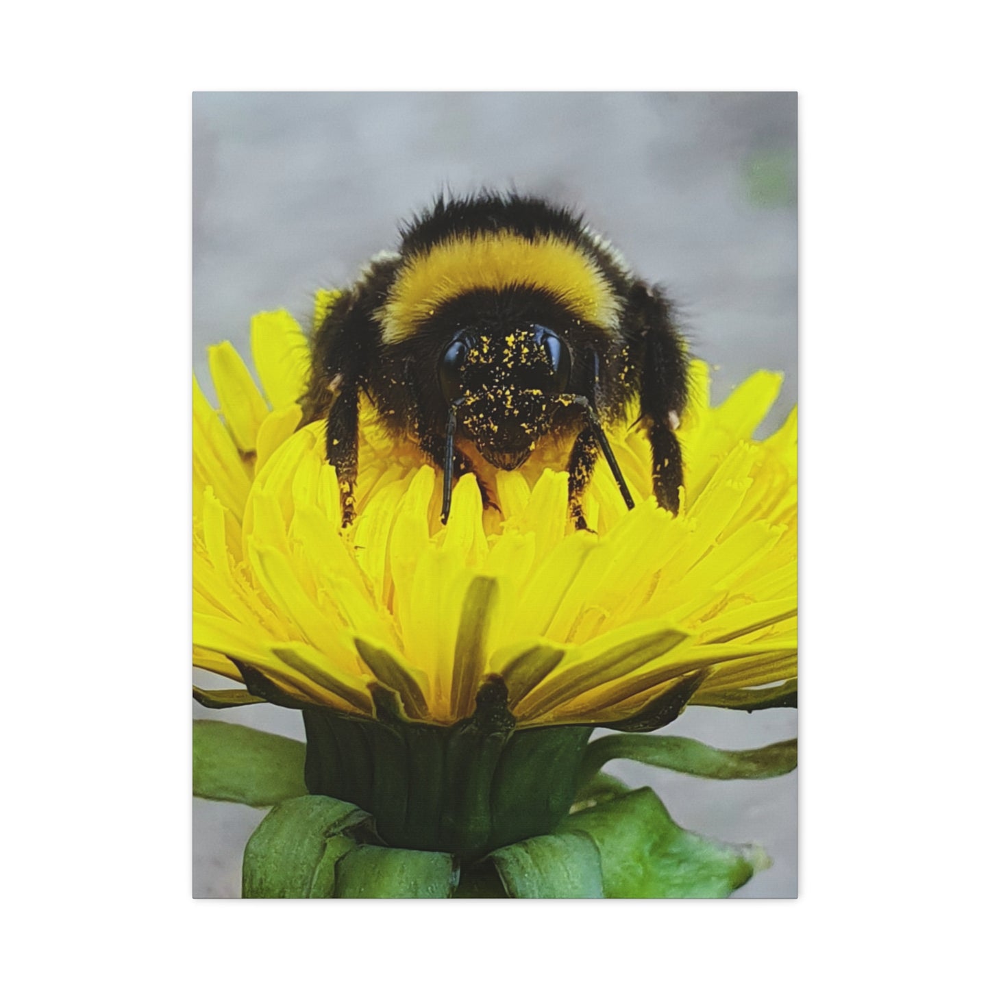 Canvas Nature Photograph Bee Print