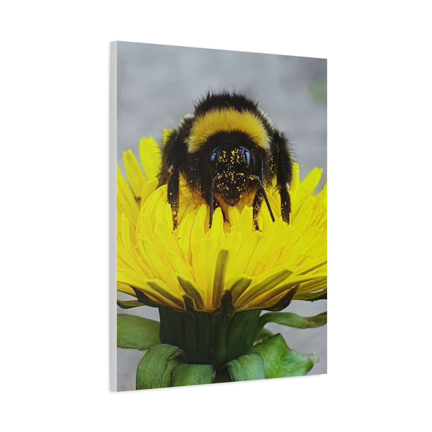 Canvas Nature Photograph Bee Print