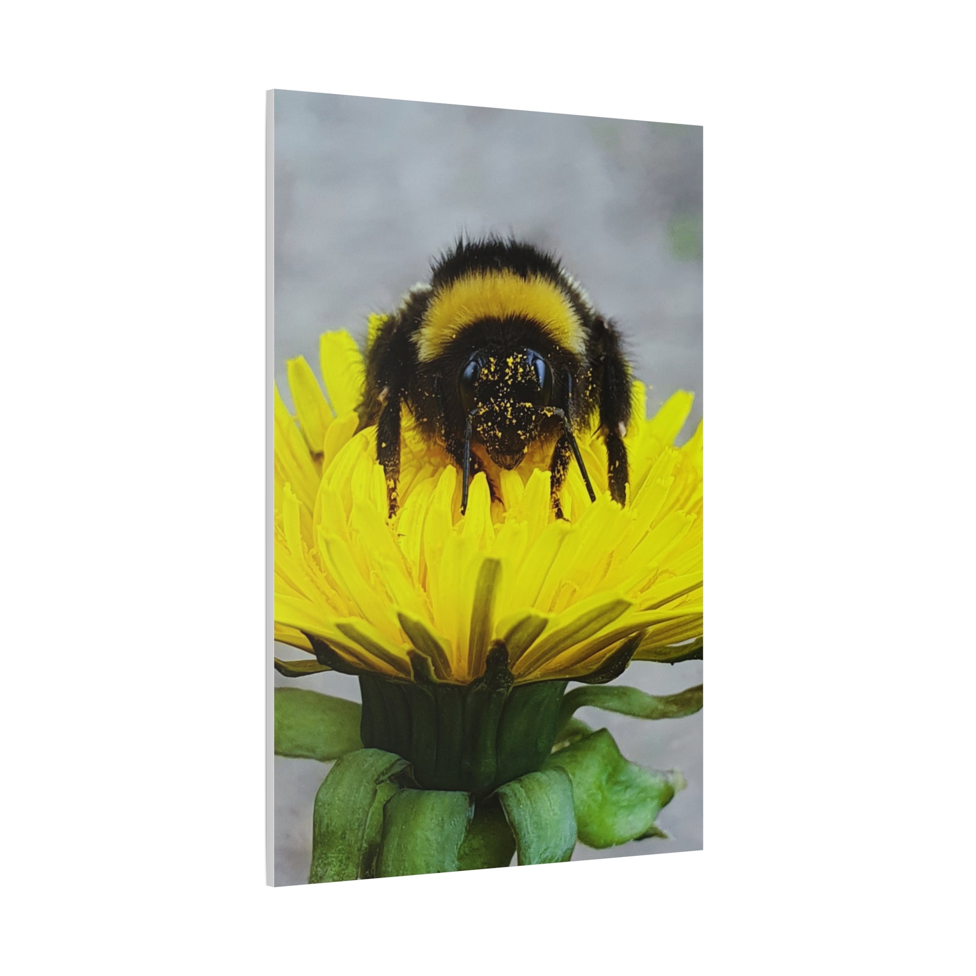 Canvas bee on flower, nature canva