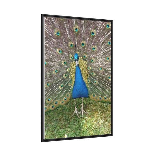 Canvas Art Peacock Photograph