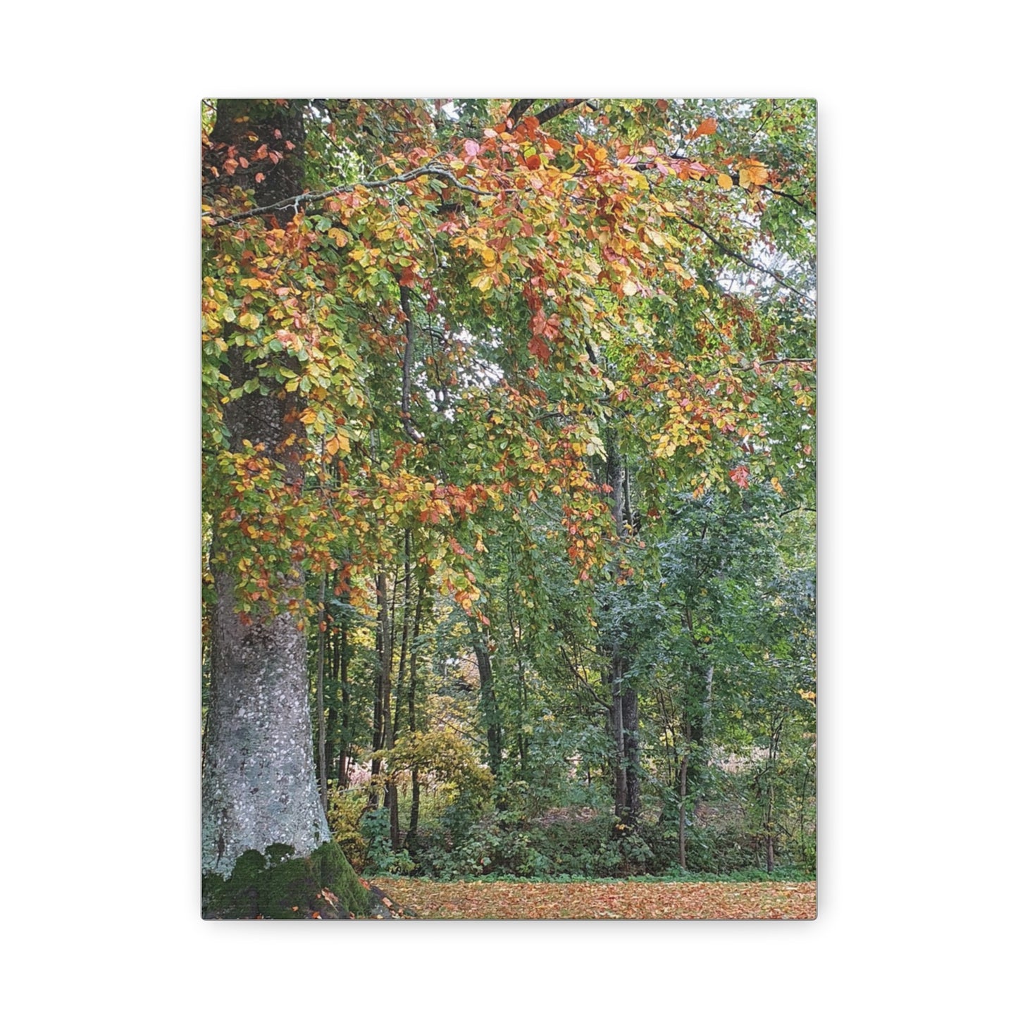 Canvas Print Autumn Tree